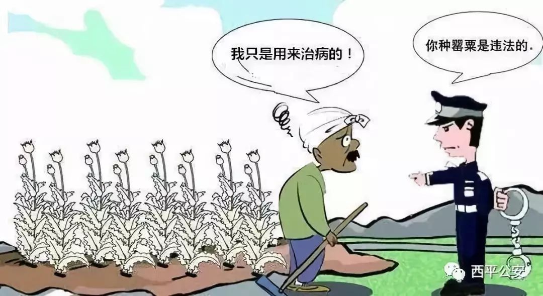 大驻马一村民种植915株大烟当菜吃？被依法刑事拘留！