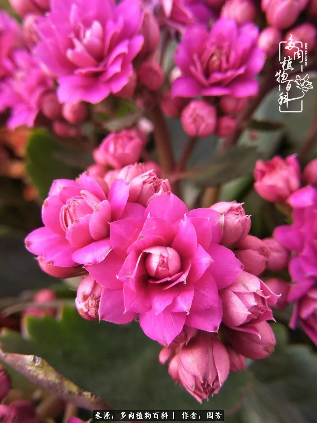 多肉开花最好看最好养前十名,多肉哪个品种开花最好看