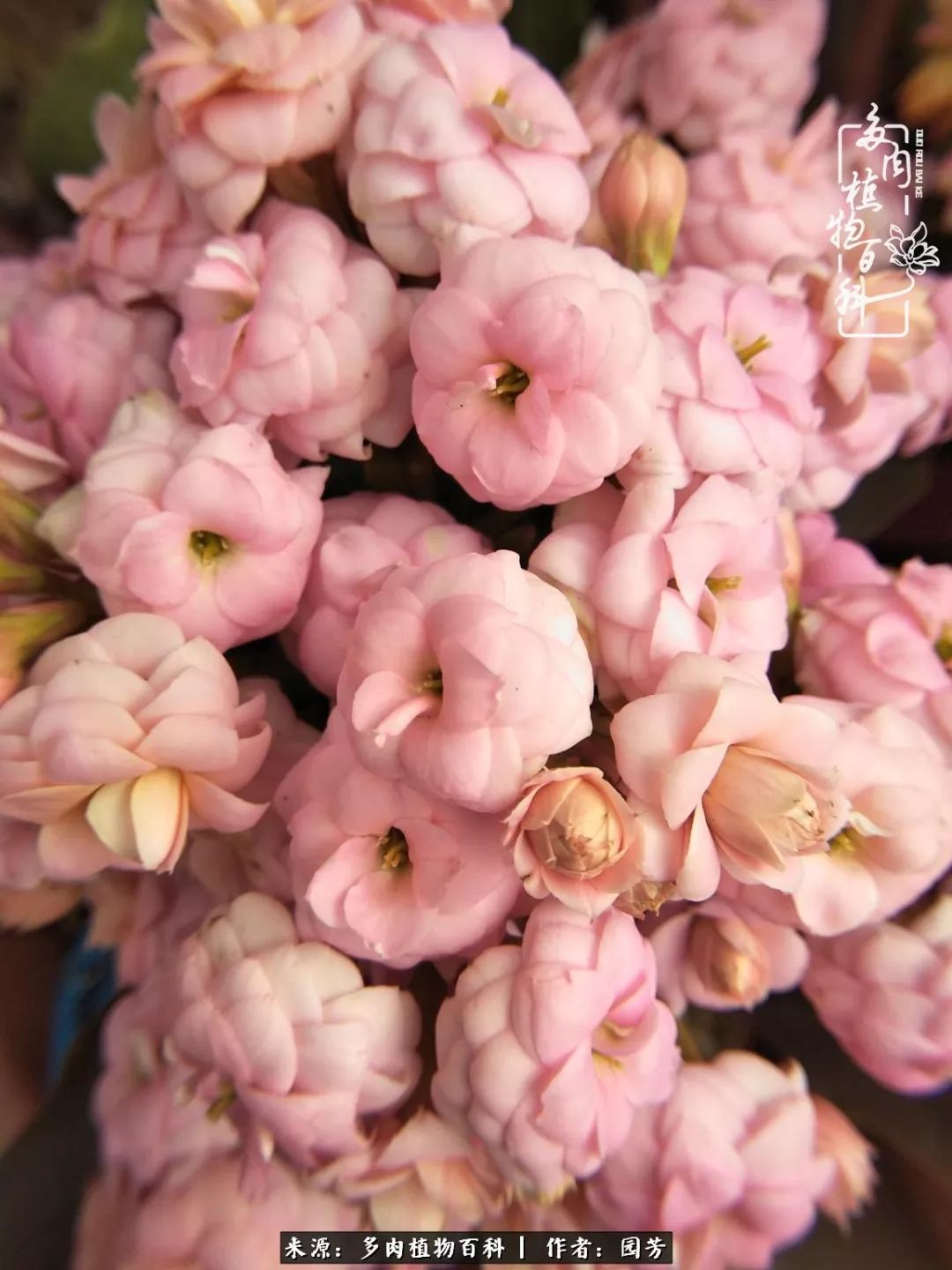 多肉开花最好看最好养前十名,多肉哪个品种开花最好看