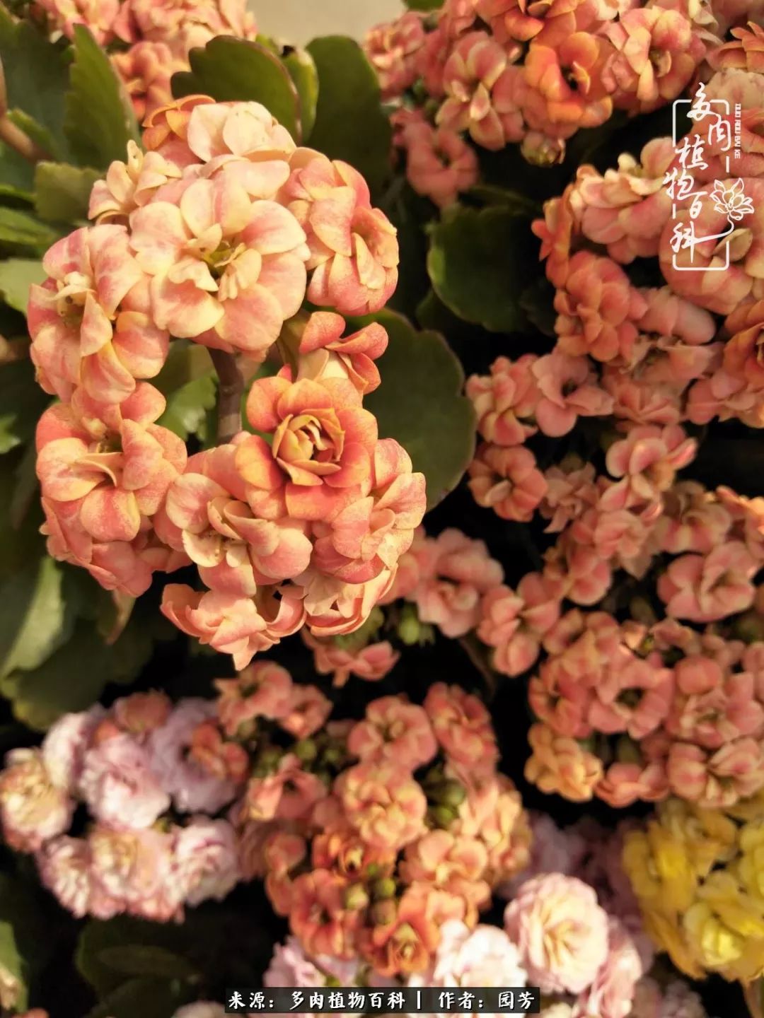 多肉开花最好看最好养前十名,多肉哪个品种开花最好看