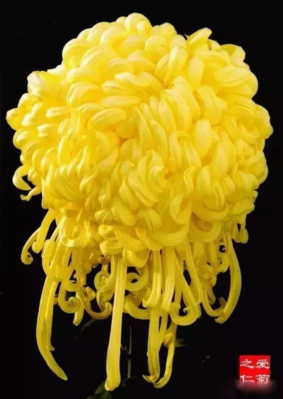 80种最美菊花高清图片,最具欣赏价值的菊花