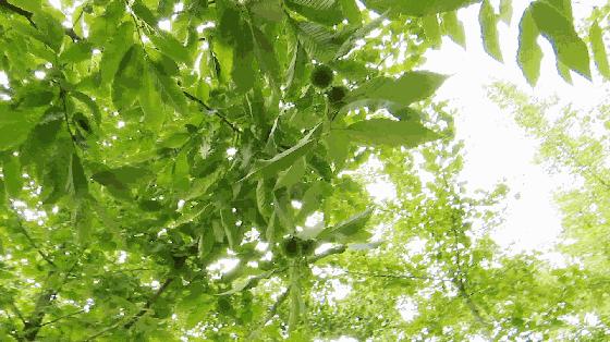 缓解视疲劳的4个方法,健康新知常看绿色能保护视力吗