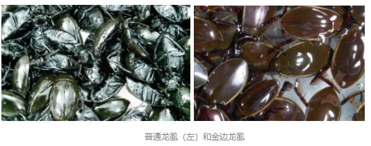 吃虫的怪物,吃虫虫真实视频