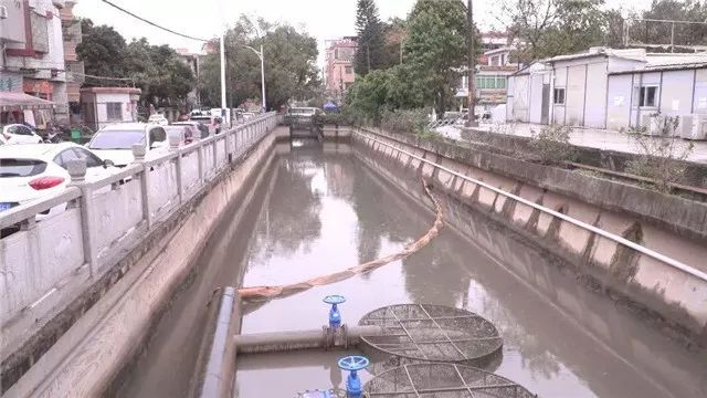 【创文百科】让河道“一键美颜”，番禺钟村有妙招