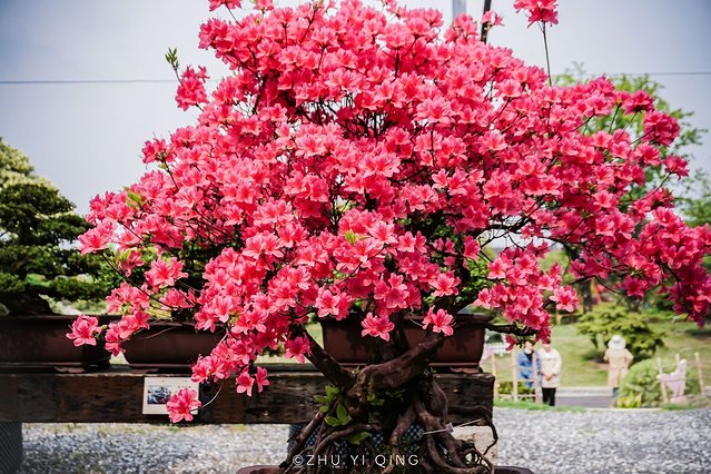 无锡赏花一日游,无锡春日樱花旅游攻略