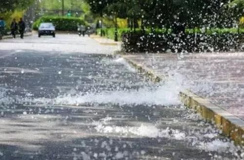 这种“yin树”气味不可描述，常州街头处处都是！还种不种？官方回应来了……