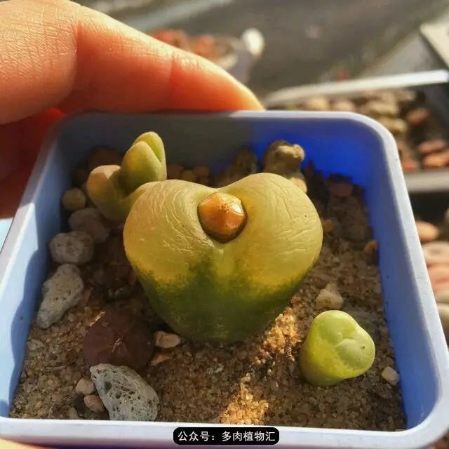 听说这段时间，肉友都在疯狂手撕屁屁？别了吧，再撕屁屁就烂了！