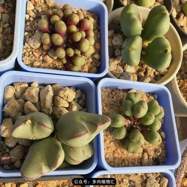 听说这段时间，肉友都在疯狂手撕屁屁？别了吧，再撕屁屁就烂了！