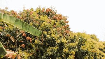 【静夜有声】重读经典《荔枝蜜》