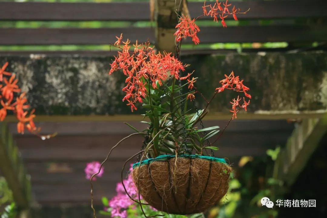 新知|如烟花般绚烂——火焰兰