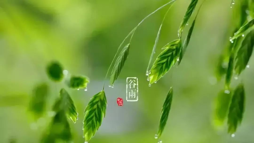 最近身体困没有力气怎样食疗调理,谷雨除湿健脾