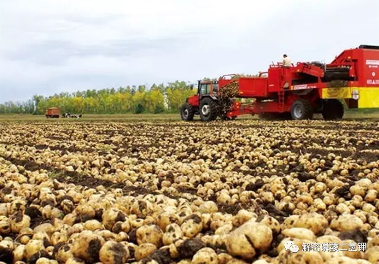 磷酸二氢钾适用于哪些农作物,磷酸二氢钾各种作物施用技术