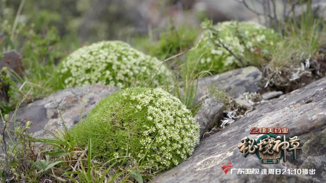 与西兰花相似的东西,什么东西可以代替西蓝花