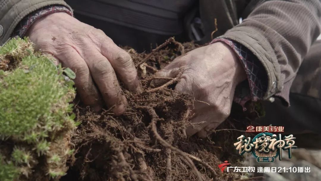 与西兰花相似的东西,什么东西可以代替西蓝花