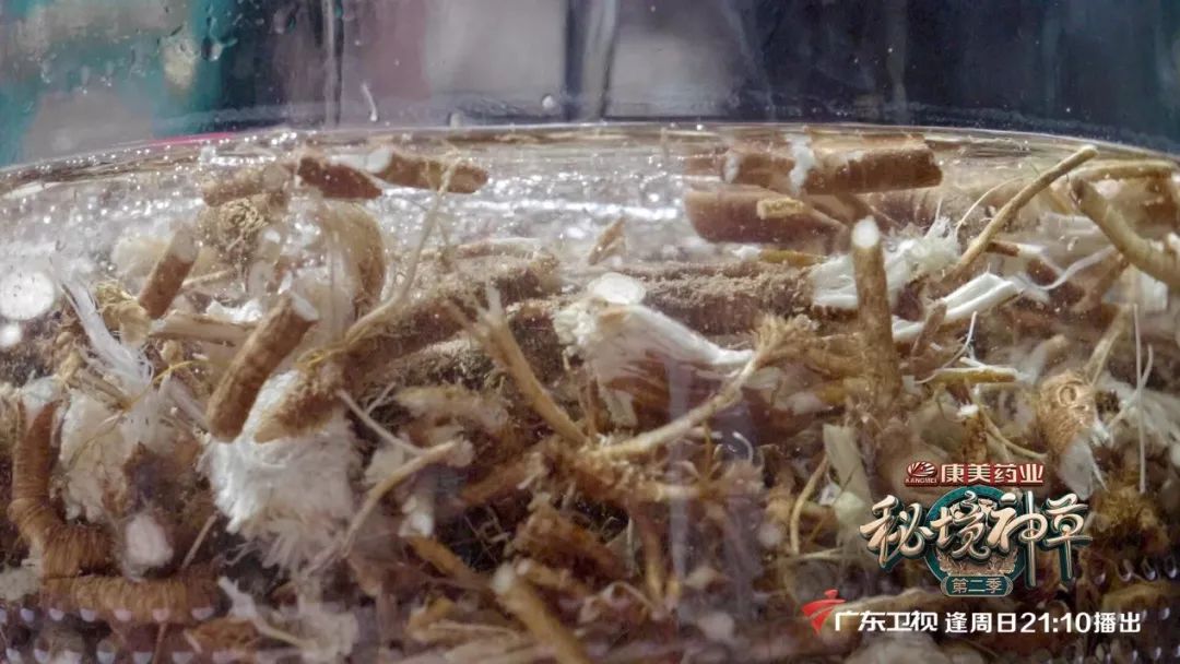 与西兰花相似的东西,什么东西可以代替西蓝花