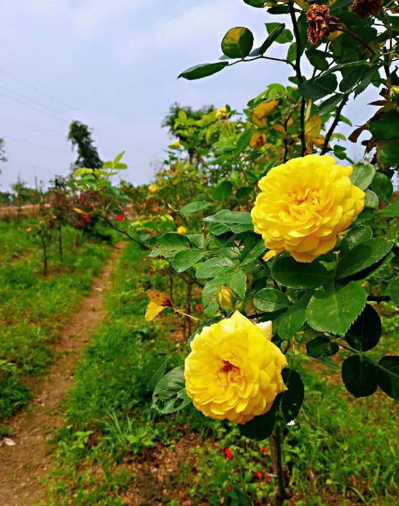 惠来客鸟尾“石笋区”+普宁“柜族小镇”+宝德寺一天游！仅需148元！