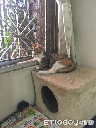 炒菜硬是要闻香　调皮猫胡须被烫成卷的