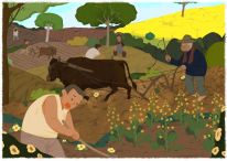 金香玉玉米肥,金香玉复合肥玉米专用肥亩用量