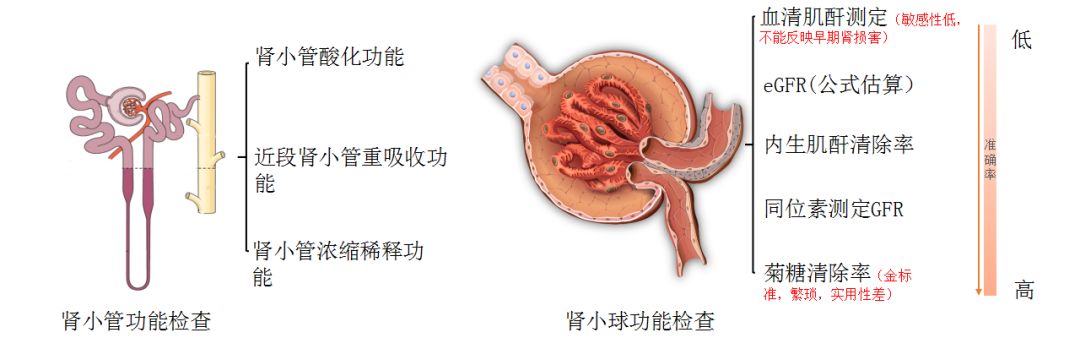 科普肾脏,医学科普出汗和肾脏关系