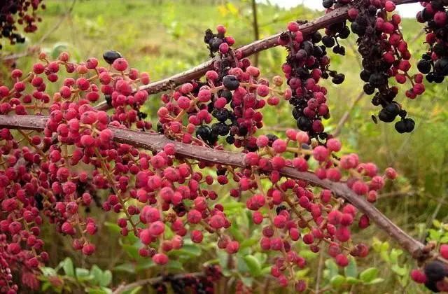 野外发现的桑葚可以直接吃吗,树上摘的桑葚能不能吃