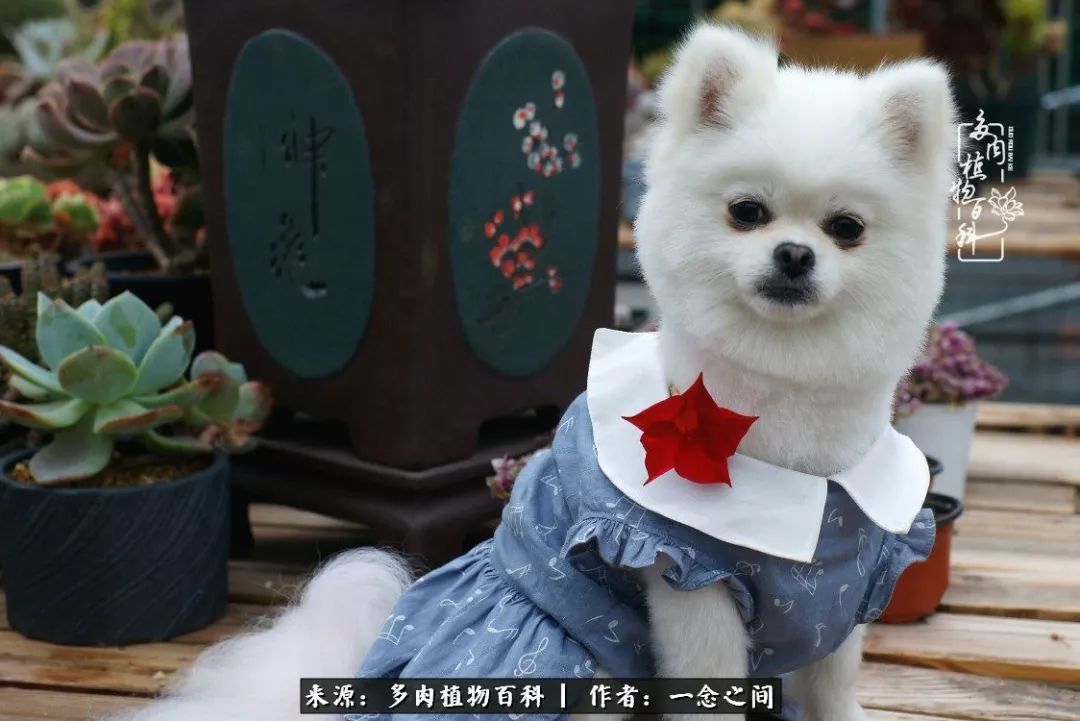 天敌Or天使：多肉与萌宠共处一室，究竟是谁的幸与不幸?