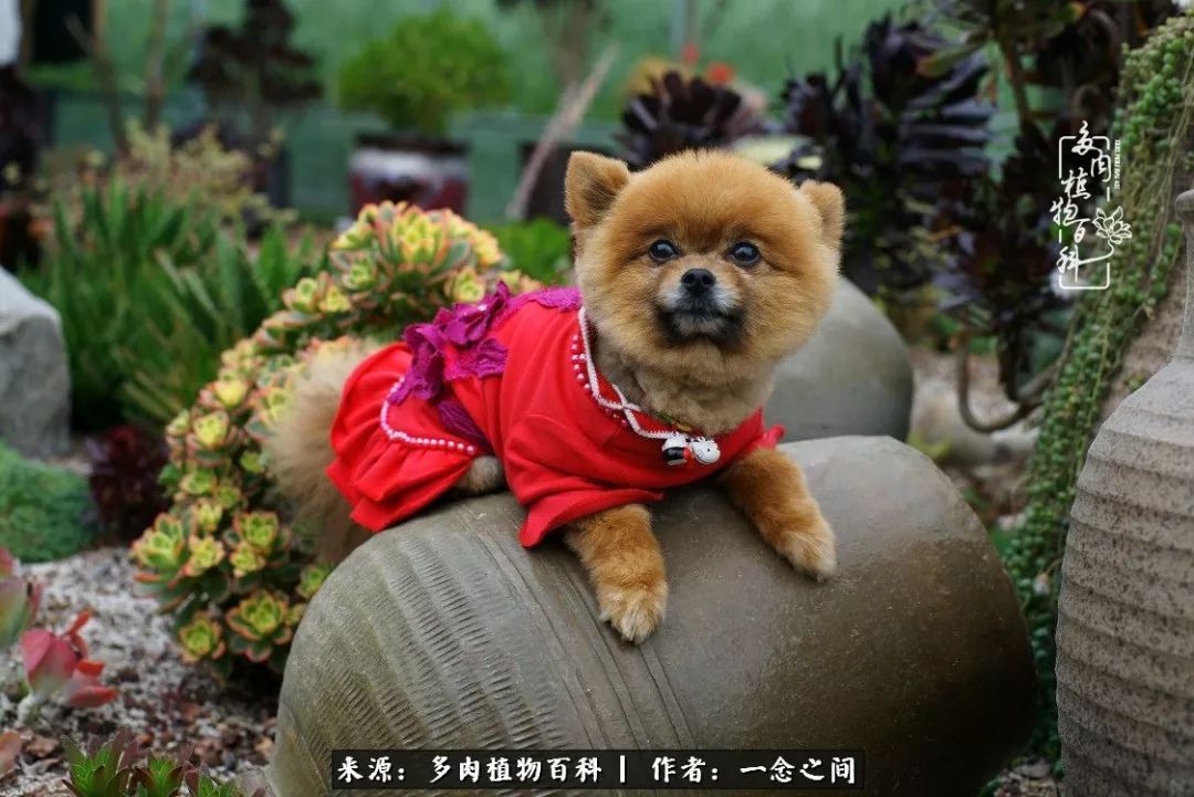 天敌Or天使：多肉与萌宠共处一室，究竟是谁的幸与不幸?