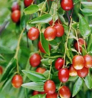 黄李强段淑敏:枣想告诉你|红枣期货上市必知小知识!