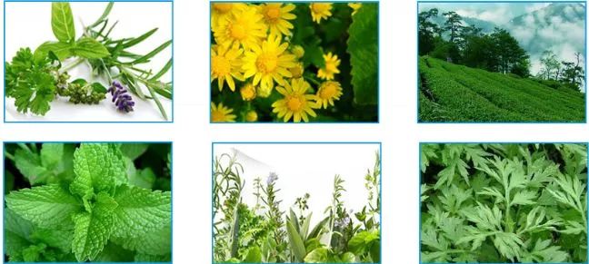 泰国蚊子叮咬止痒膏,泰国清凉膏蚊子