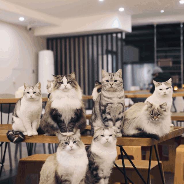 来成都享受美景美食，顺便挼（ruá）个猫可好？