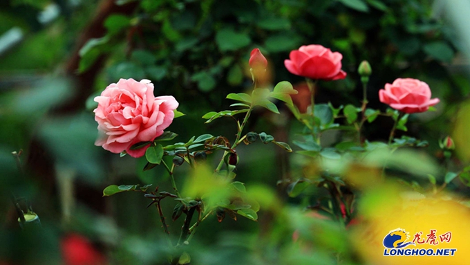 南京玫瑰园开园时间,满园春色关不住郁金香