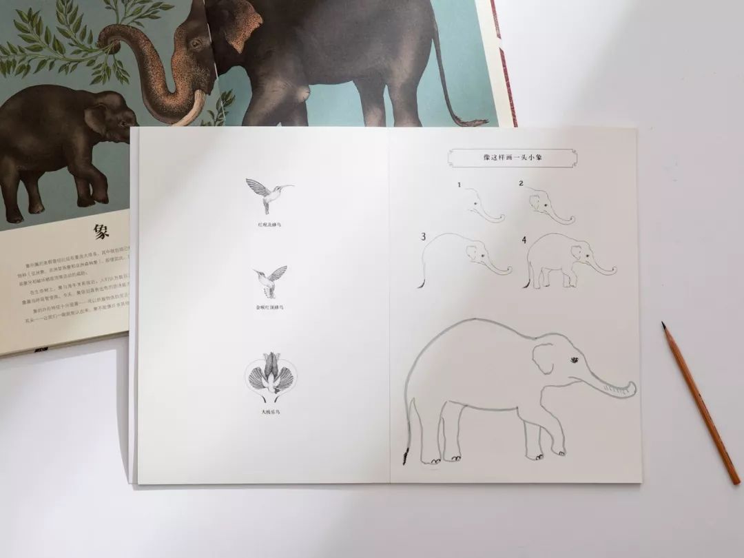 堪称一绝的野生动物画,世界动物画谱