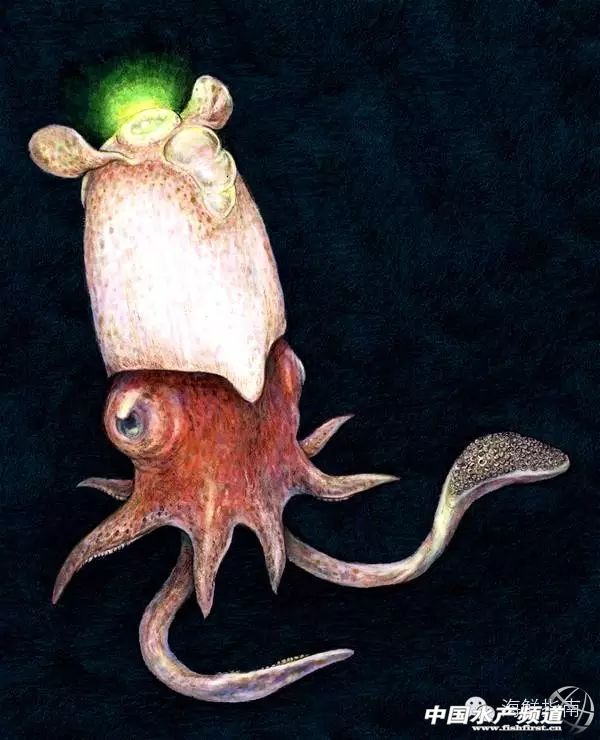 如何区分章鱼墨鱼鱿鱼,怎么区分章鱼乌贼墨鱼鱿鱼