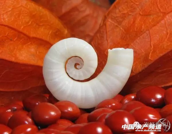 你会区分章鱼鱿鱼墨鱼和乌贼吗,八爪鱼章鱼鱿鱼墨鱼乌贼的区别