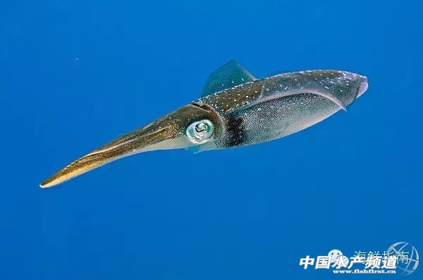 如何区分章鱼墨鱼鱿鱼,怎么区分章鱼乌贼墨鱼鱿鱼