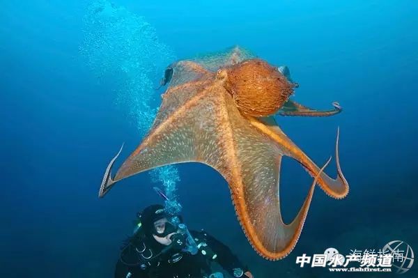 章鱼鱿鱼墨鱼乌贼区别,如何区分章鱼墨鱼鱿鱼