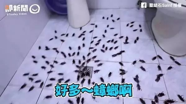 不用喂药！不用追！轻轻喷在它们的必经之路，就能瞬间“制服”！