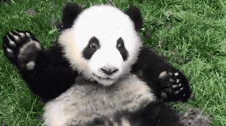 【荐读】熊猫:萌啥子哟,我是要雄起!