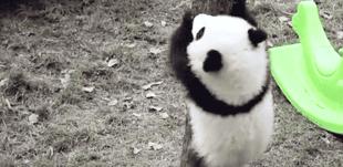 熊猫萌到什么程度,熊猫萌