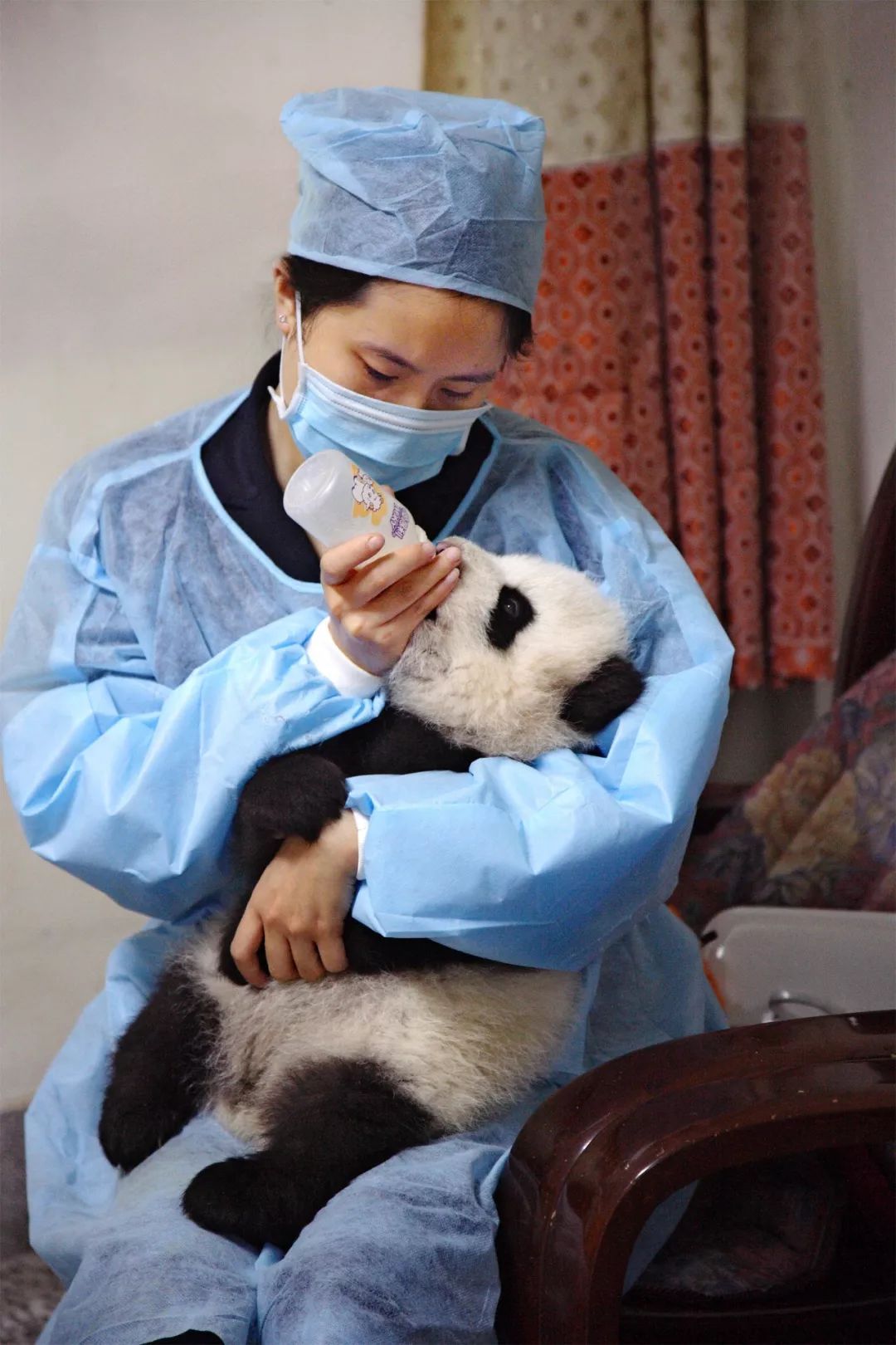 熊猫萌,熊猫萌啦