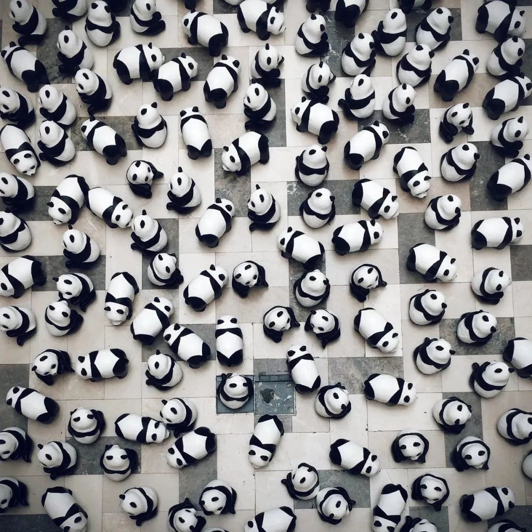 熊猫萌啦,熊猫萌