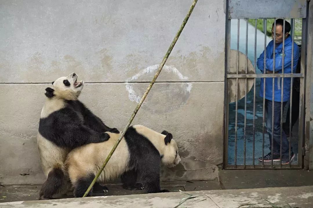 【荐读】熊猫：萌啥子哟，我是要雄起！