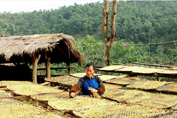 八渡笋的生长环境,田林八渡笋产业简介