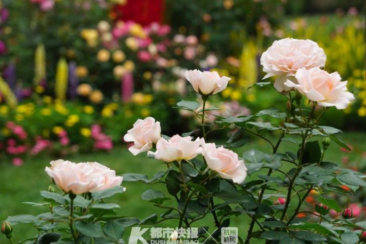 杭州郭庄月季展示,月季之城廊坊