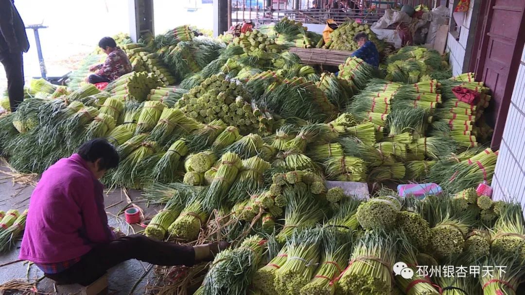 宿羊山10万亩蒜苔迎来采摘季，今年价格翻了好几番！