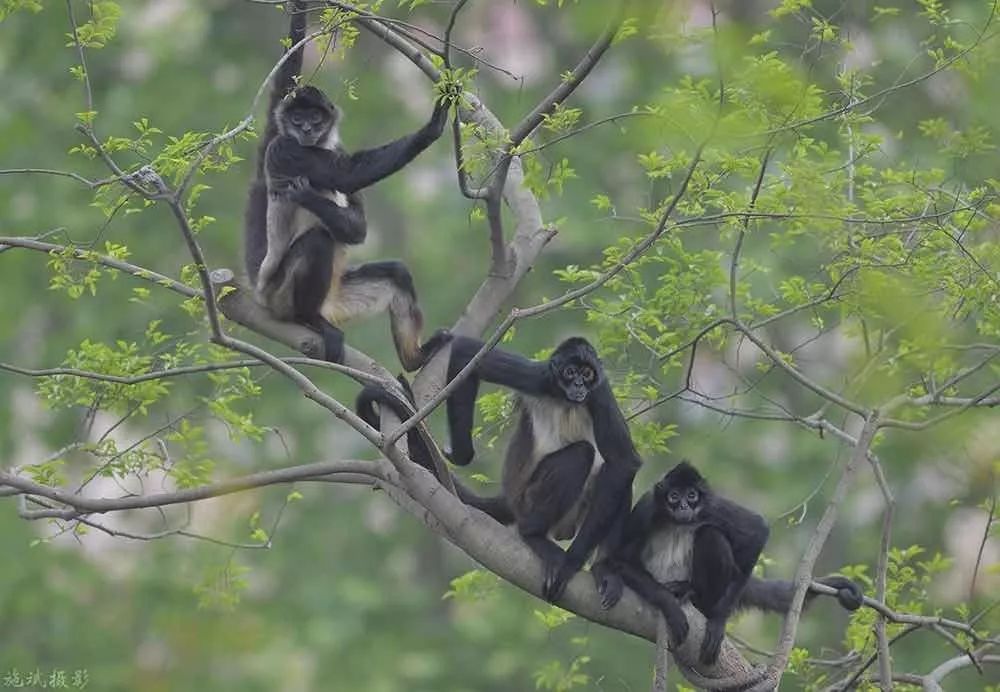 去处｜你真的知道怎么玩转上海野生动物园吗？最全指南在这里！