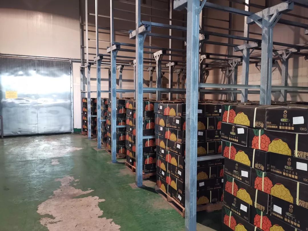 为了给你这个春天最好的凤梨，我们亲自去了高雄田间…