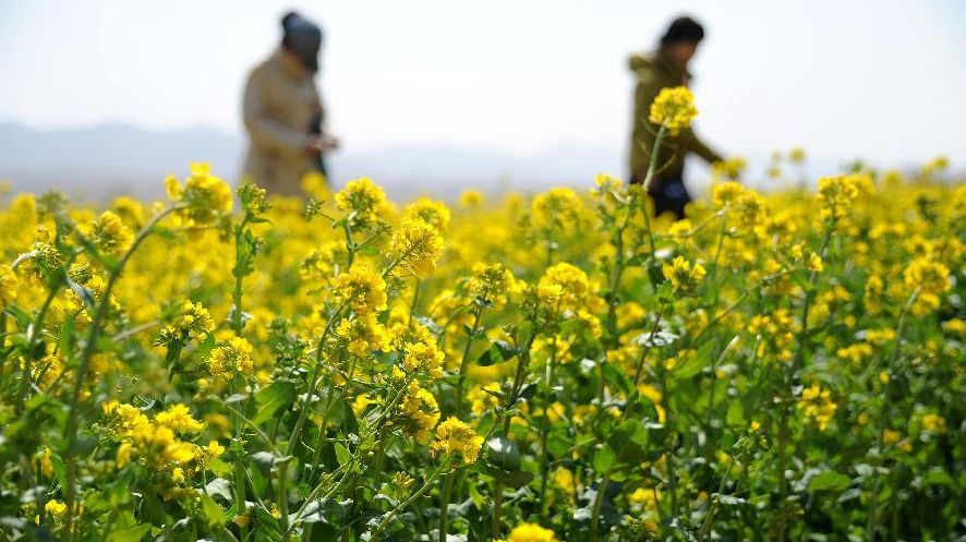 大连五一小长假游玩地推荐,五一旅游热门地方大连