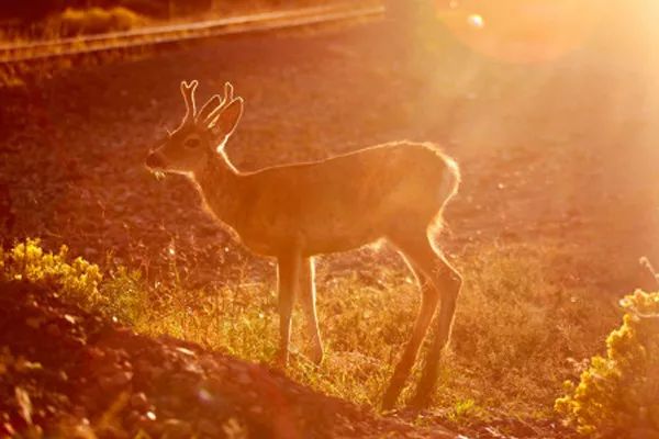 房车美国旅行游记,旅美房车自驾游视频