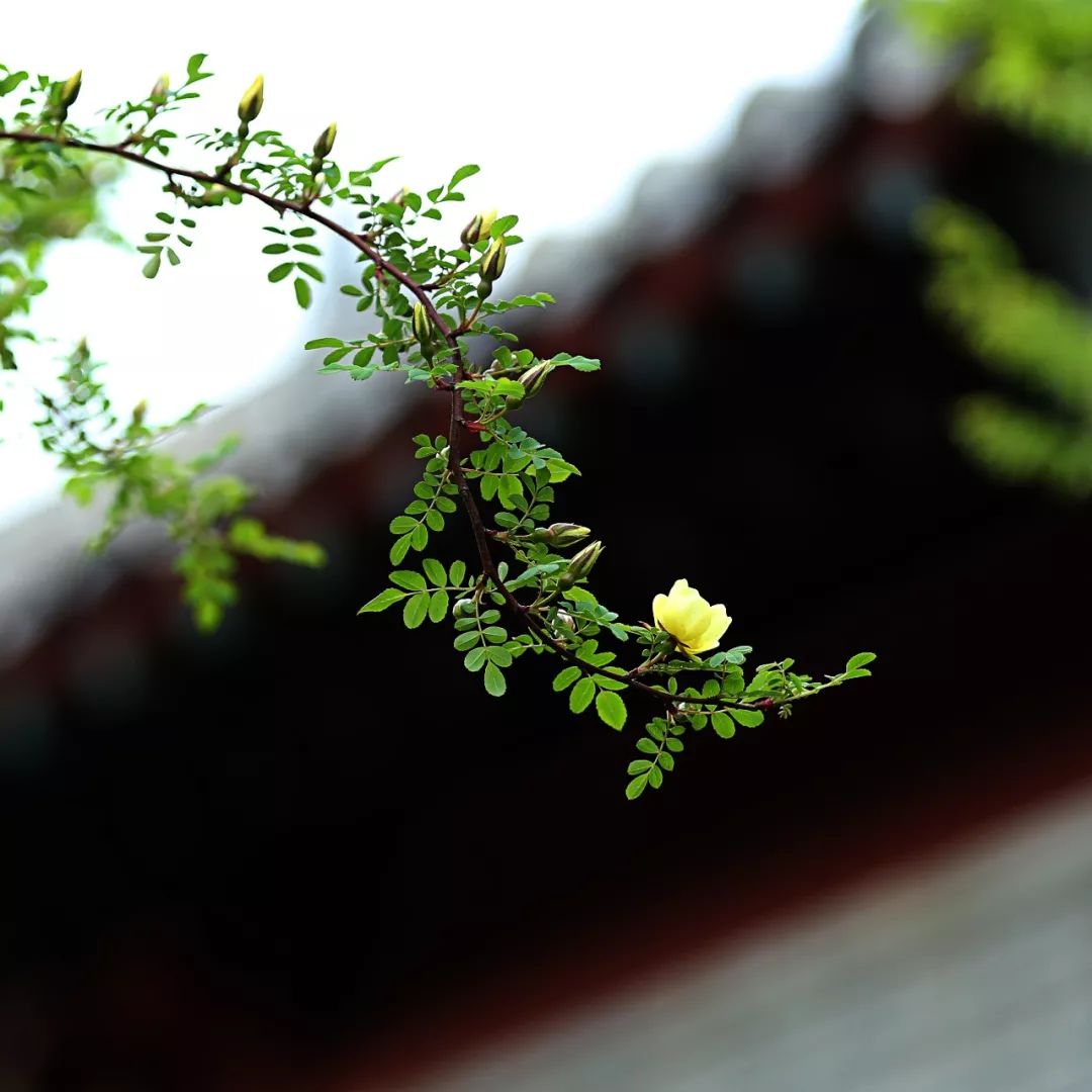 蓬莱五一旅游攻略,蓬莱阁旅游攻略一日游推荐