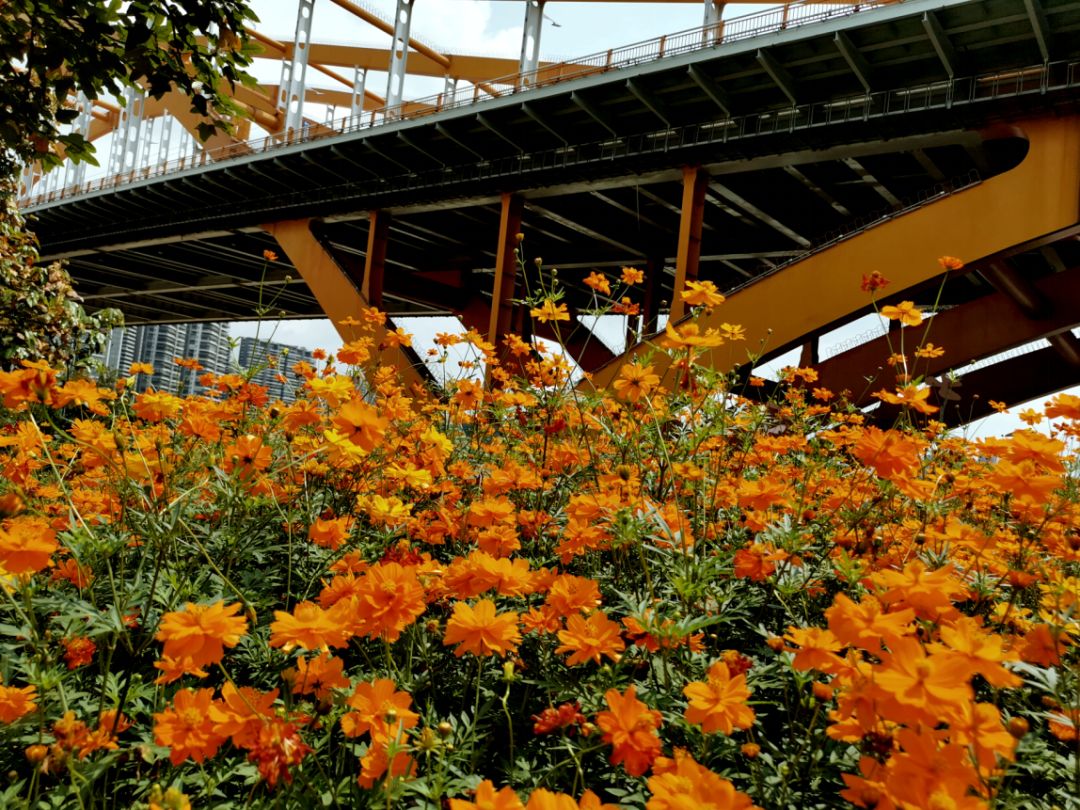 佛山亲子游好去处免门票花海,佛山儿童公园游玩攻略